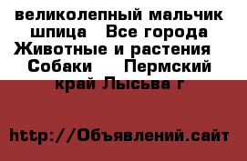 великолепный мальчик шпица - Все города Животные и растения » Собаки   . Пермский край,Лысьва г.